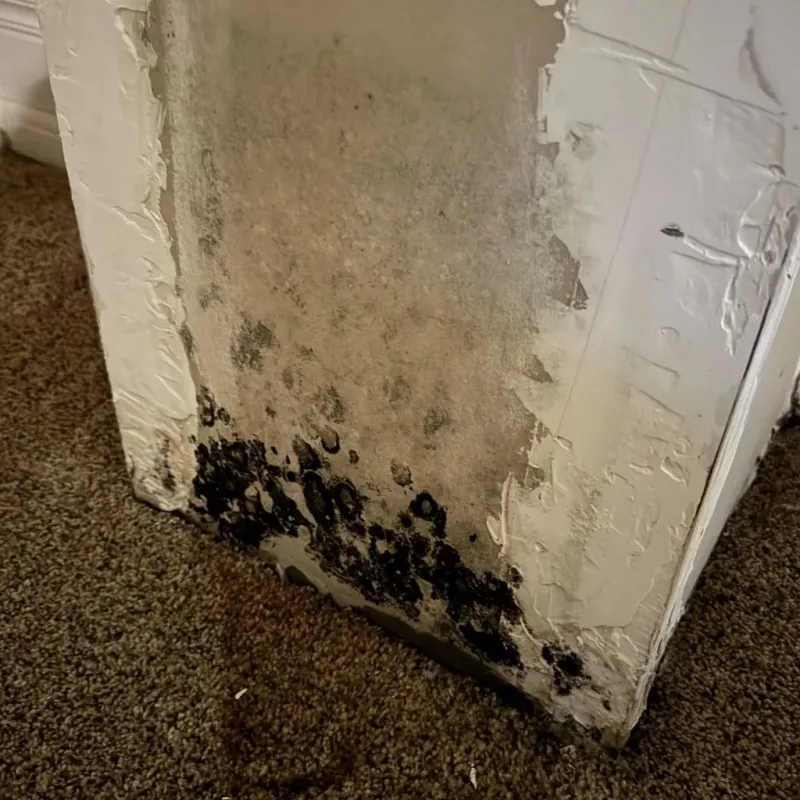 Professional Mold Removal in New Lenox, IL